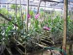 Orchid Farm