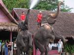 elephant show